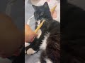 cutecatoftiktok cutekitten cutepetsoftiktok foryou cat... #Shorts #catonline520