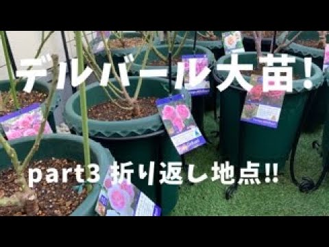 【薔薇】デルボーイ中間地点‼︎予約大苗次々届いてます！Del Boy halfway point!! ︎ reservations are ...