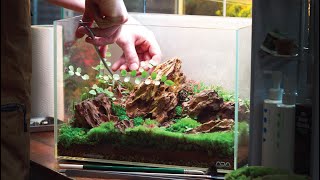 Let's pay attention to the terrarium we neglected for a year! Terrarium management method ver.1