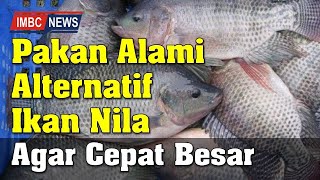 Pakan Alternatif Alami Ikan Nila Agar Cepat Besar