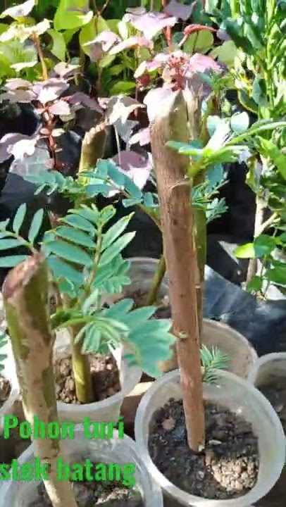ayo menanam pohon Turi stek batang