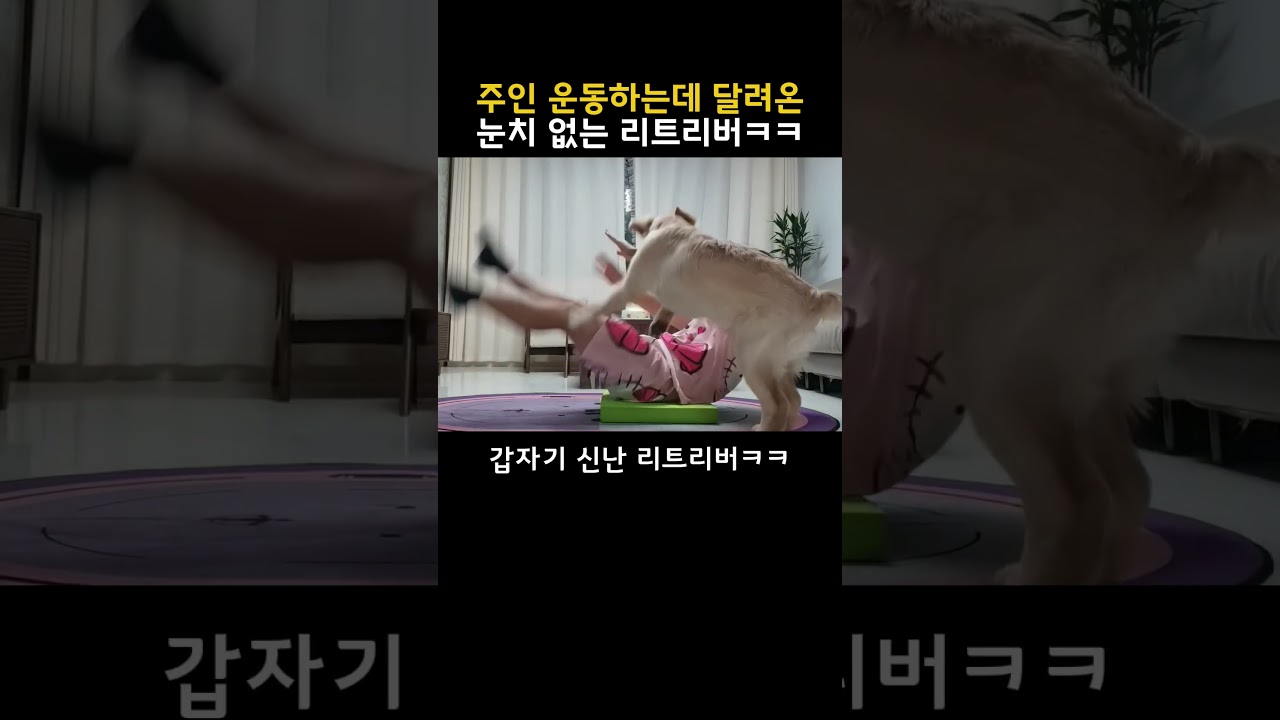 주인 운동하는데 달려온 눈치없는 리트리버ㅋㅋ