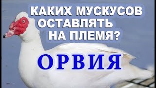 :       -  .   .  