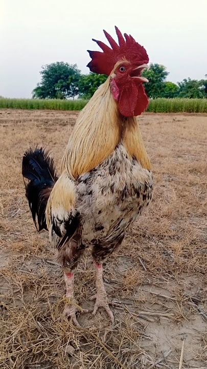 ayam suara jago kluruk panjang #ayam #chicken #aseel #birds