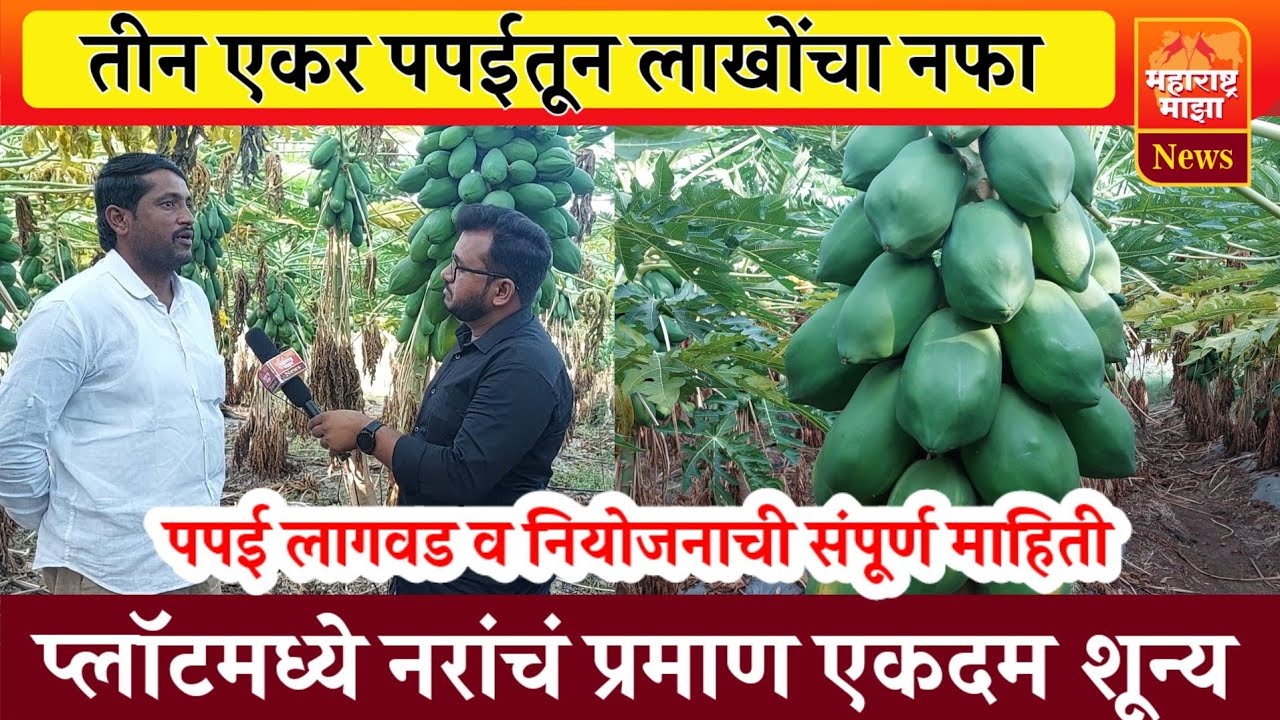 ऊस काढून लावली पपई | तीन एकरात लाखोंचा नफा | नराचं प्रमाण शून्य @maharashtramazanewsmarathi