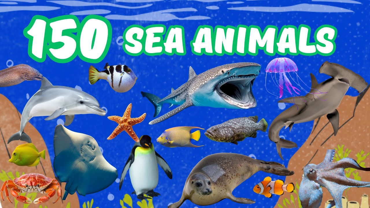 Learn 150 Awesome Sea Animal Names for Toddlers & Kids! Fun Educational ...