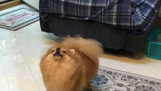 Tiny pomeranian dog barking Cute Pom
