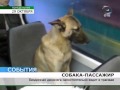 На собачьих правах