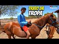 TRATO DA TROPA COM OS VAQUEIROS | RAÇÃO CORTANDO CAPIM CONFIRAM VAQUEIRAMA.