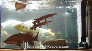 Feeding the 600 Gallon Tank : March 2010 Update