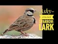 Whats so interesting about ashycrowned sparrowlark indian birds  birds  nikon z8