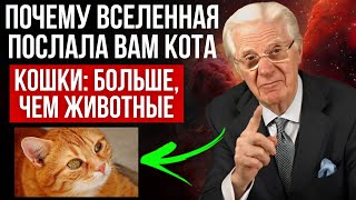 Кошки – не просто животные: раскройте секрет их присутствия - закон притяжения