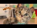 Little Kitten - My Favorite Cat Gameplay Fun Kids Kitten Games