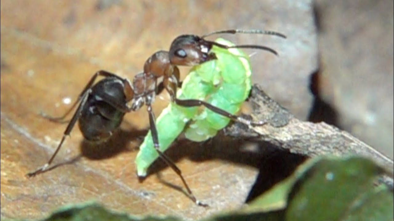 Ants transport prey. Ameisen transportieren Beute. Eifel, Germany - YouTube