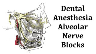 The Alveolar Nerve Blocks for Dental Anesthesia Tutorial