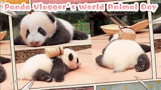 If Pandas Can Create Vlogs: World Animal Day Special | iPanda