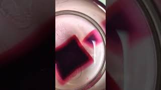 Diffusion Time Lapse