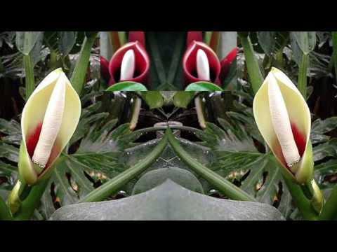 Video: Кентия пальма өстүрүү – Кентия пальма дарагына үй ичинде кам көрүү