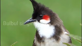 Suara indah BURUNG BULBUL (MERBAH)