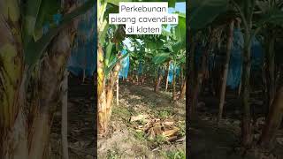 perkebunan pisang cavendish di Pokak, Ceper, Klaten