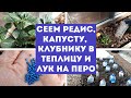 06.04.2023 Сеем редис, капусту,сажаем клубнику🍓 в теплицу, лук 🧅 на выгонку