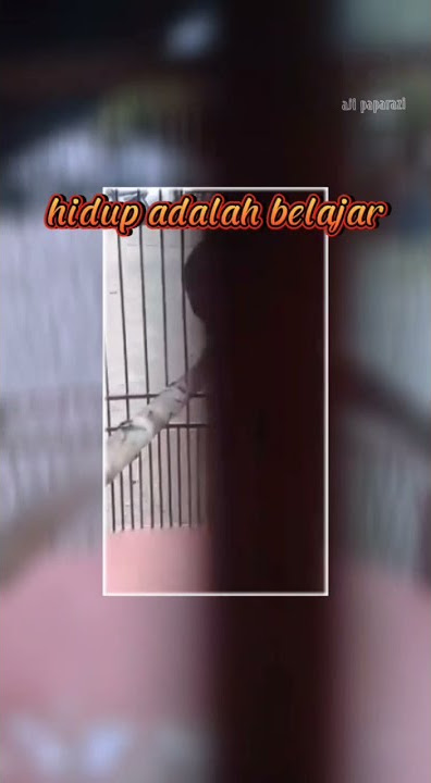 story wa murai batu gantangan //kata kata mutiara #shorts #tiktok #storywa