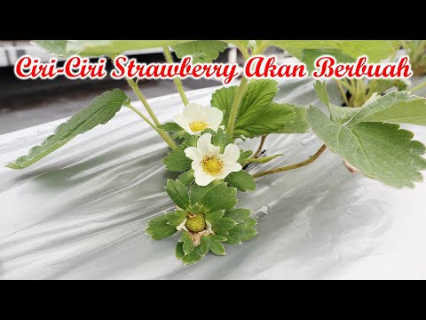 Video: Stroberi Taman (21 Foto): Keterangan Mengenai Batang Dan Buah Beri, Keluarga. Struktur Strawberi Untuk Kediaman Musim Panas Dan Nama Latin. Selepas Berapa Tahun Ia Berbuah?