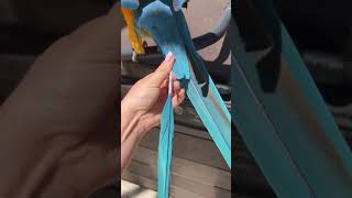 How Birds Get New Feathers