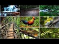 කන්නෙලිය රක්ෂිත වනාන්තරය/Kanneliya Reserve Forest. 💚💚🌲🌲🌳🌴🇱🇰 @DUSHI-dd