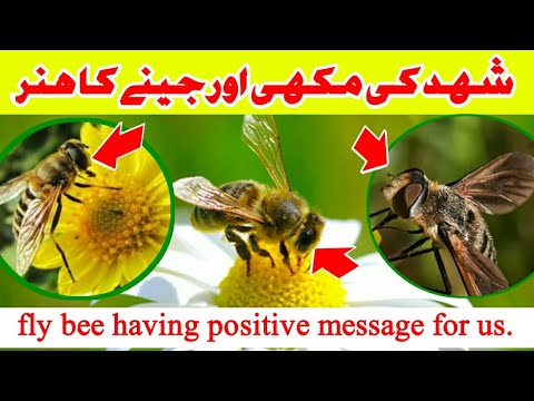 Persuasive Essay On Honey Bees