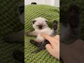 i can't 😭 #cats #funnyanimals #viral #fyp