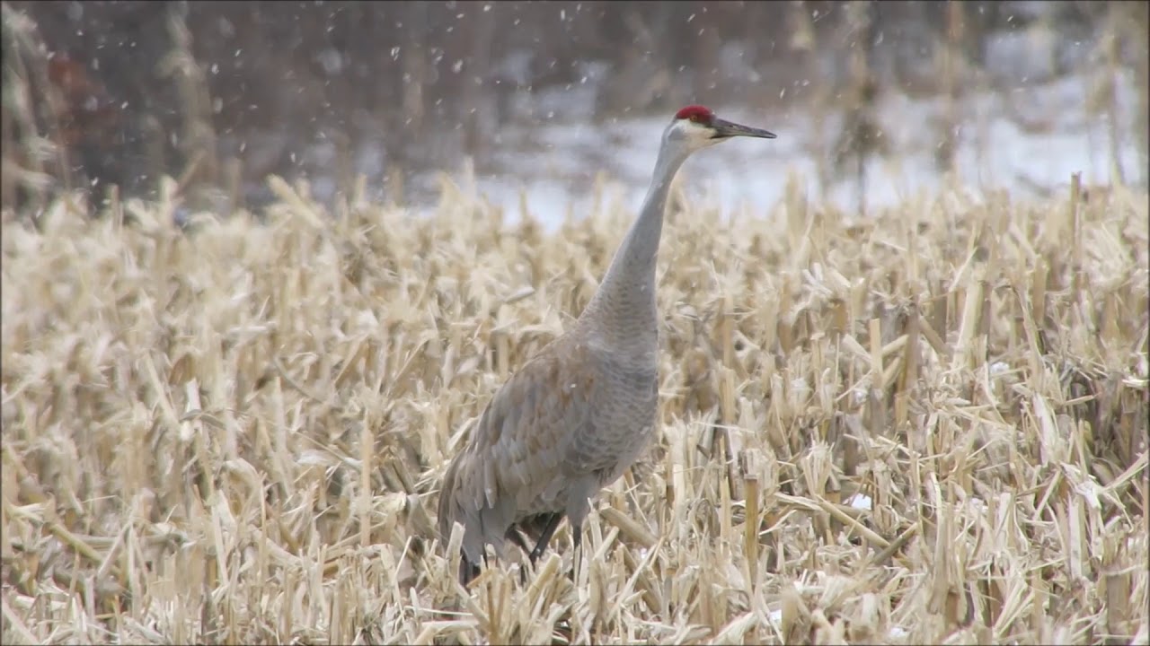 Sandhill Cranes dance in the snow YouTube