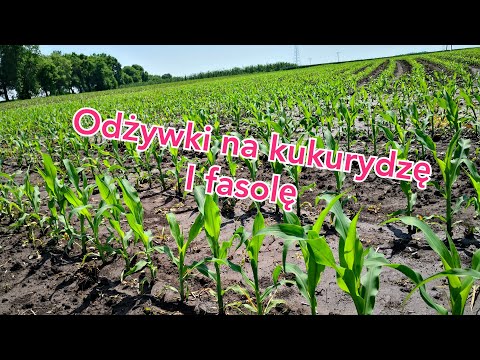 Wideo: Fasola Z Tostowaną Kukurydzą I Pomidorami