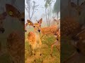 قطيع ظباء ظبي غزال معارف قطيع ظباء ظبي غزال معارف