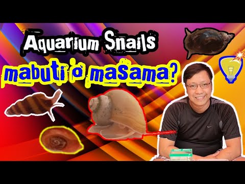 Video: Paano Mag-aalaga Ng Isang Kuhol Ng Aquarium
