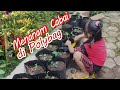 Belajar menanam cabai rawit di polybag bersama Inara dan Gavin