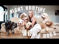 MY NIGHT ROUTINE WITH 6 DOGS | 4 Goldendoodles AND 2 Poodles