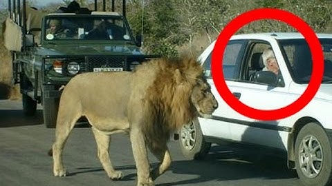 Lion Shows Tourist Why You Should Keep Car Windows Closed. Lion Almost Attacks Tourist.