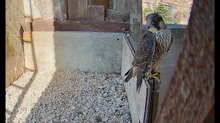2026 06 19 Peregrine Falcon Albangel &amp; Velangel - Ombra's long morning visit