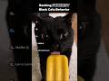 Ranking FUNNIEST Black Cats Behavior Shorts Cat Ranking FUNNIEST Black Cats Behavior Shorts Cat