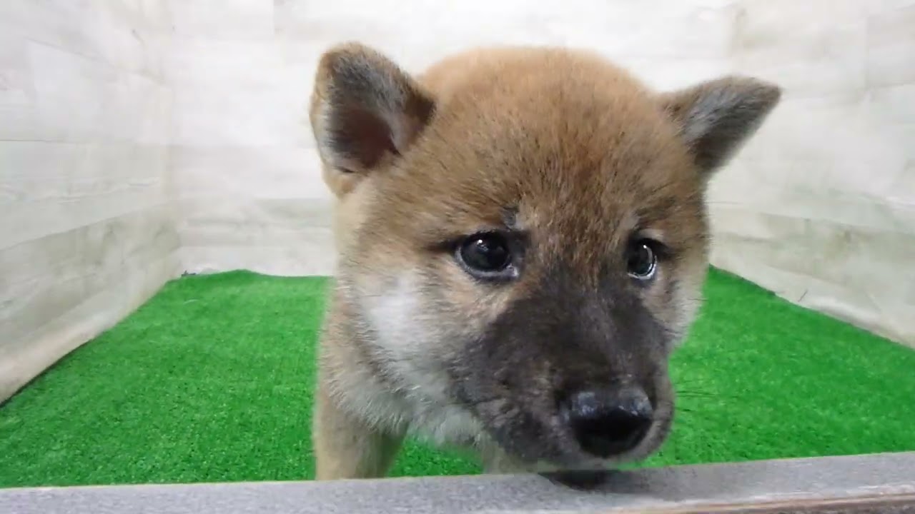 柴犬の子犬（メス♀） 札幌東店 No.00769119｜ペットショップCoo＆RIKU