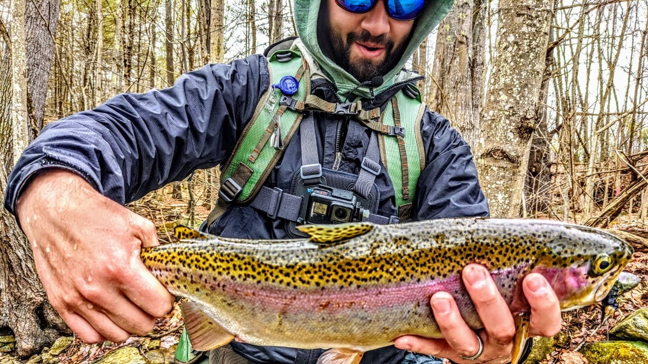 Spring Lake Run Trout