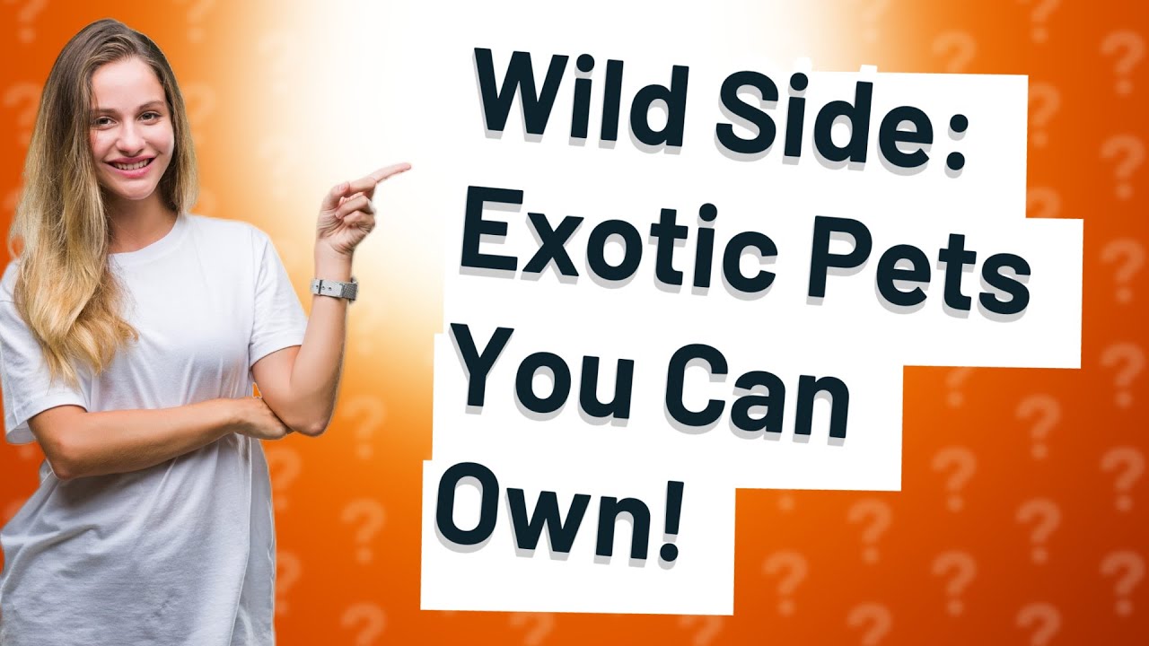 What Exotic Animals Can I Own As Cute Pets YouTube what-exotic-animals-can-i-own-as-cute-pets-youtube