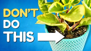 10 Mistakes To AVOID To Instantly Improve Your Plants