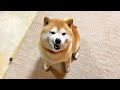 柴犬がもっちゃもっちゃするので観察していると・・・