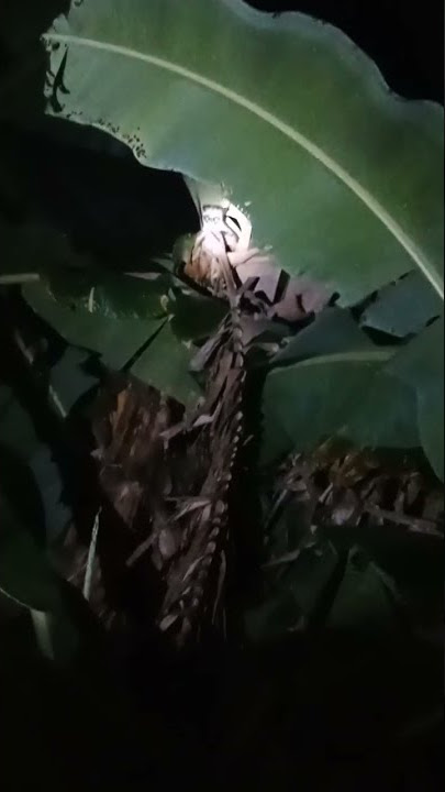 berburu luwak malam malam