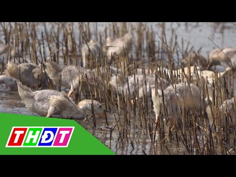 Video Gian nan nghề vịt chạy đồng mùa nước nổi | THDT - youtube