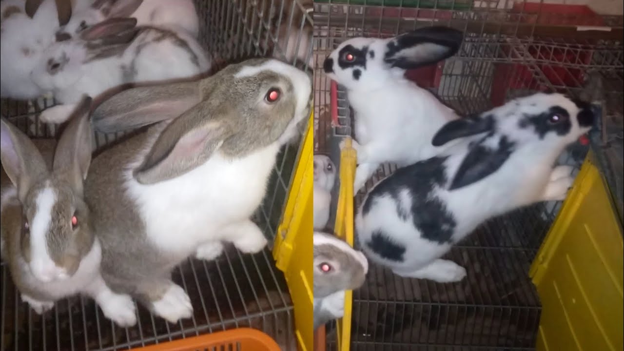 قبل ماتبدأ مشروع تربية الأرانب لازم تشوف هاد الفيديو
