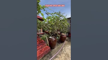 MS:25054 Chốt liền nhà gổ vườn nghĩ dưỡng thổ cư 200m2 cực rộng 110m LH:0933585586#shorts