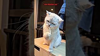 Muslim cat 😺                                    #shorts #viralvideo #shortvideo #cat